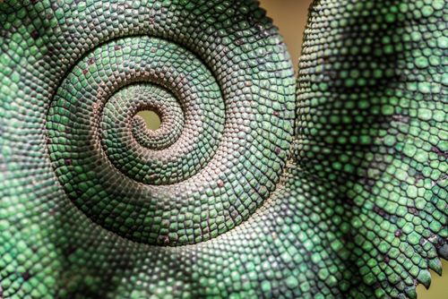 Madagascar Wildlife Photography Green Panther Chameleon Furcifer pardalis endemic to Madagascar