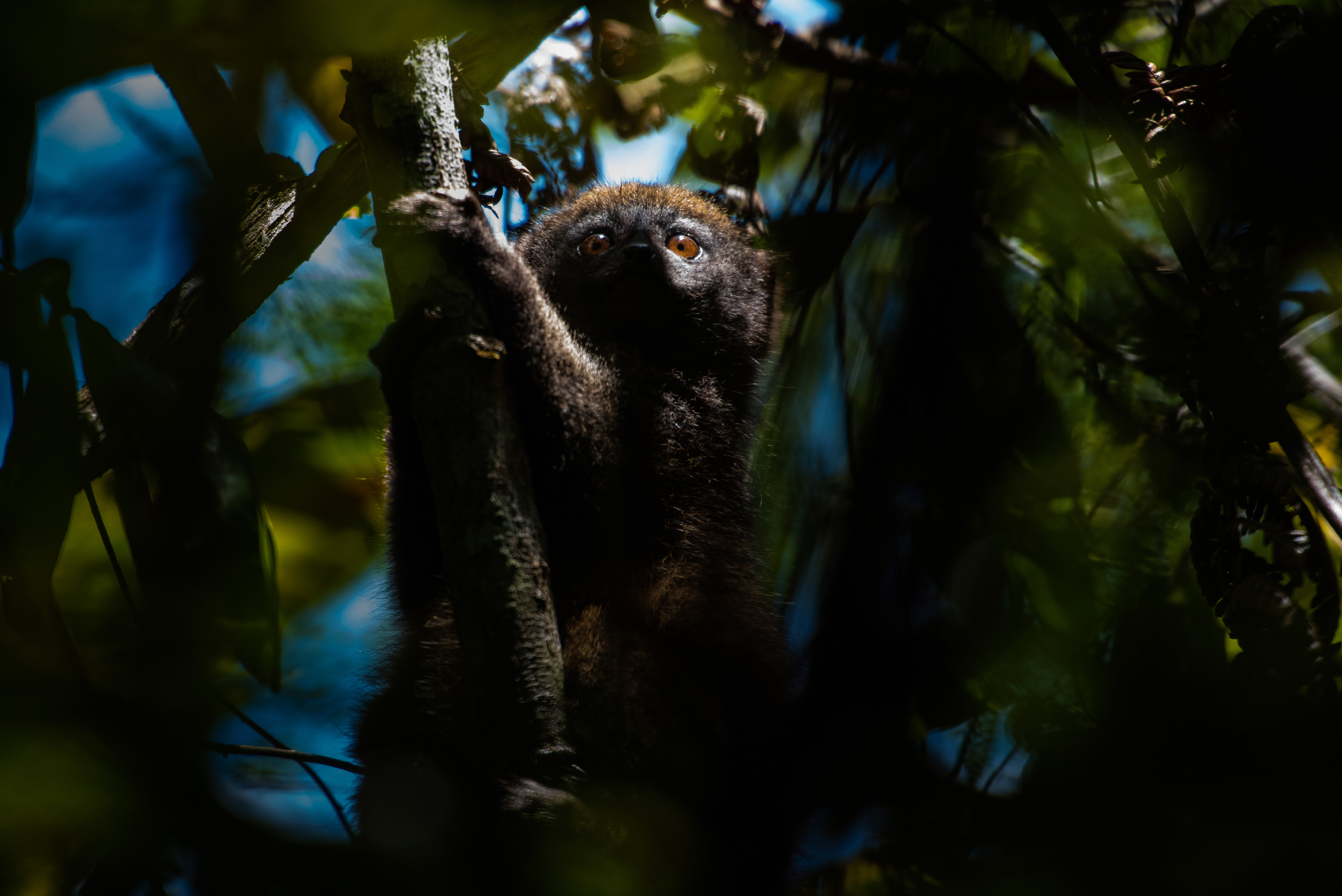 Madagascar Wildlife Photography Grey Bamboo Lemur Hapalemur Andasibe Mantadia National Park Madagascar