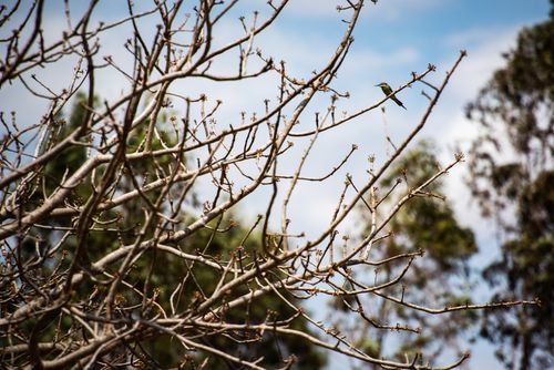 Madagascar Wildlife Photography Madagascar Bee eater aka Olive Bee eater Merops superciliosus Anja Community Reserve Haute Matsiatra Region Madagascar