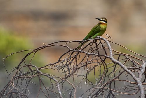 Madagascar Wildlife Photography Madagascar Bee eater aka Olive Bee eater Merops superciliosus Isalo National Park Ihorombe Region Madagascar