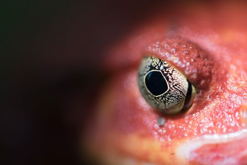 Madagascar Wildlife Photography Madagascar Tomato Frog Dyscophus antongilii endemic to Madagascar