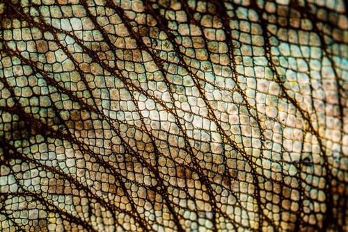 Madagascar Wildlife Photography Parsons chameleon Calumma parsonii endemic to Madagascar 3