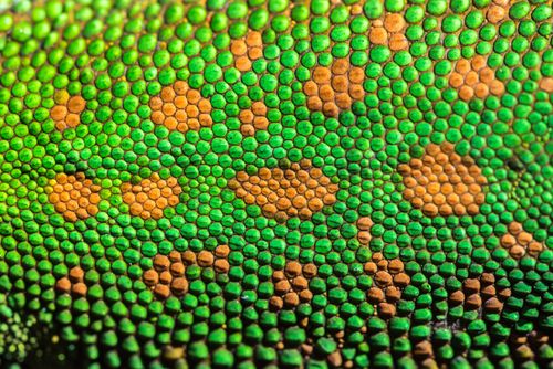 Madagascar Wildlife Photography Patterns and marking of a Madagascar Green Day Gecko Phelsuma madagascariensis madagascariensis Eastern Madagascar