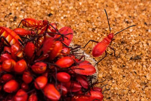 Madagascar Wildlife Photography Red Cotton Stainer Bug Dysdercus cingulatus in Spiny Forest Reserve Ifaty Madagascar