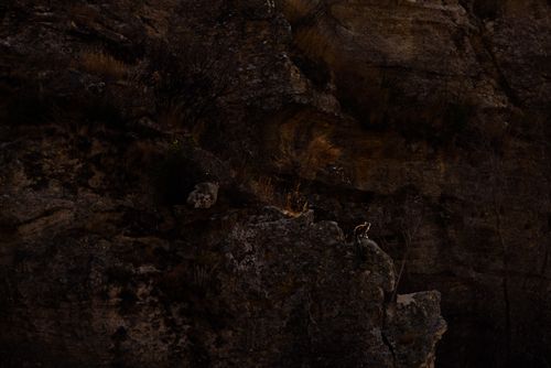 Madagascar Wildlife Photography Ring tailed Lemur Lemur catta Isalo National Park Ihorombe Region Southwest Madagascar 3