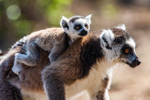 Madagascar Wildlife Photography Ring tailed Lemur and its baby Lemur catta Anja Community Reserve Haute Matsiatra Region Madagascar
