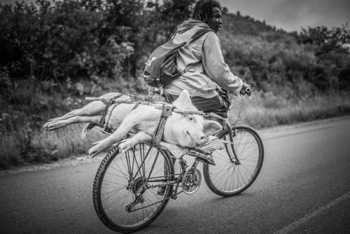 Madagascar Wildlife Photography Taking a pig to market near Antananarivo Antananarivo Province Eastern Madagascar