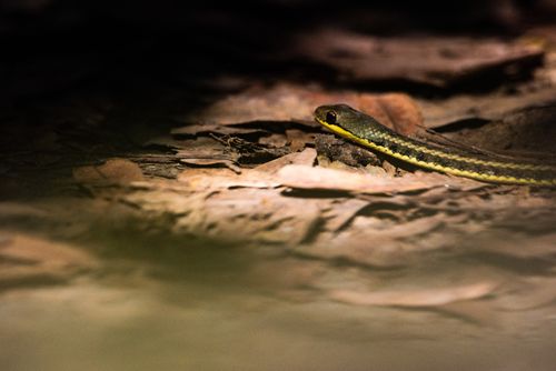 Madagascar Wildlife Photography Yellow striped Water Snake Thamnosophis stumpffi Andasibe Mantadia National Park Madagascar