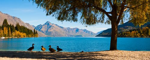 New Zealand Landscape Photography An Panoramic Photo of the Ducks Enjoying the View over an Autumnal Lake Wakatipu at Queenstown South Island New Zealand