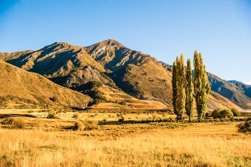 New Zealand Landscape Photography Autumn Landscape and Poplar Trees at Lake Moke Queenstown South Island New Zealand