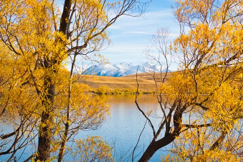 New Zealand Landscape Photography Snow Capped Mountains and Autumn Trees at Lake Alexandrina South Island New Zealand