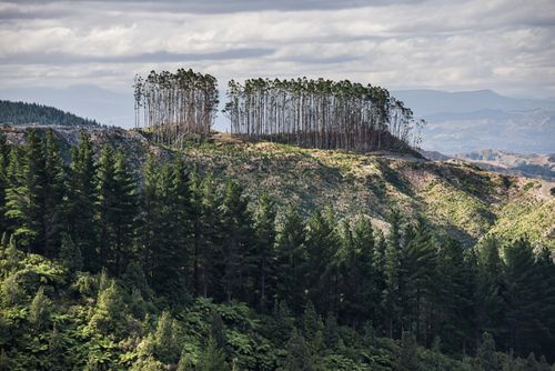 New Zealand Landscape Photography Deforestation of a Forest landscape Gisborne Region North Island New Zealand