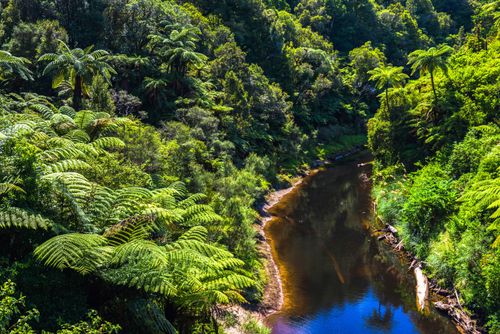 New Zealand Landscape Photography Tropical rainforest scenery on State Highway 43 aka Forgotten World Highway Taranaki Region North Island New Zealand