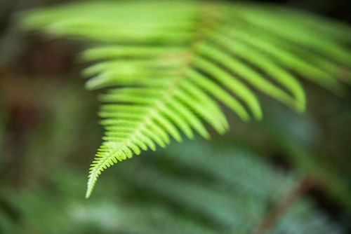 New Zealand Travel Photography Fern in Waipoua Kauri Forest Northland Region North Island New Zealand