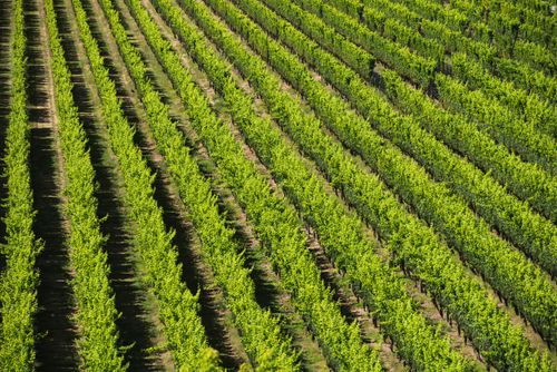 New Zealand Travel Photography Vineyards at Mission Estate Winery Napier Hawkes Bay Region North Island New Zealand