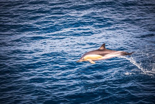 New Zealand Wildlife Photography Common Dolphins delphinus delphis jumping and playing seen near Whakatane and Tauranga in the Bay of Plenty North Island New Zealand