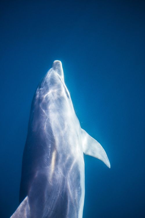 New Zealand Wildlife Photography Dolphin Russell Bay of Islands Northland Region North Island New Zealand