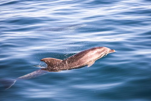 New Zealand Wildlife Photography Dolphins Russell Bay of Islands Northland Region North Island New Zealand
