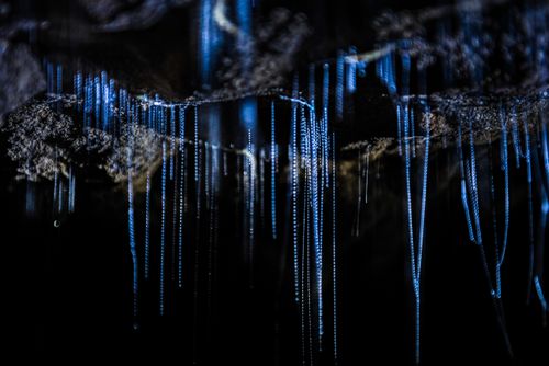 New Zealand Wildlife Photography Glow worms in Waitomo Caves Waikato Region North Island New Zealand