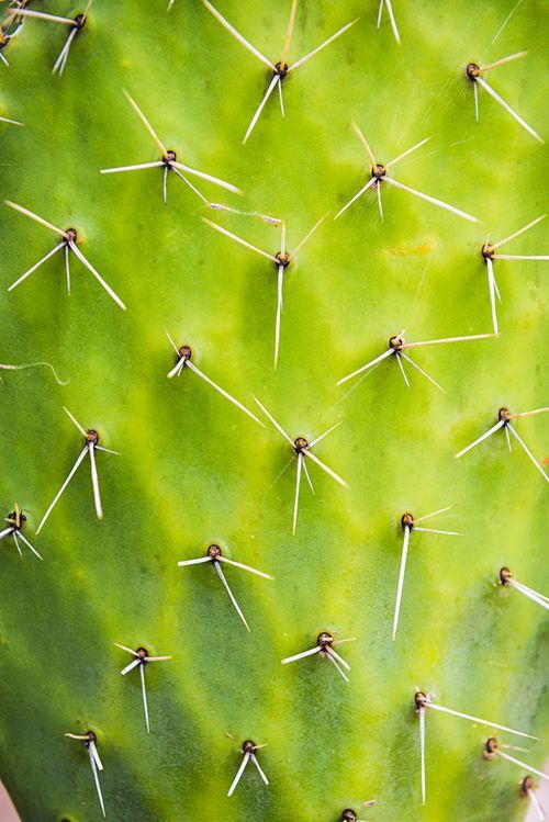 Peru Travel Photography Cactus on Inca Trail day 1 Cusco Region Peru South America