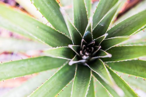 Peru Travel Photography Fauna on Inca Trail day 2 Cusco Region Peru South America