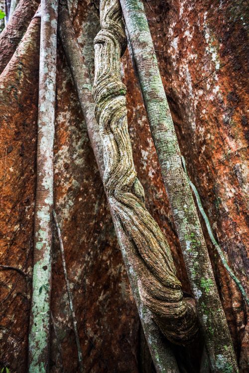 Peru Travel Photography Puerto Maldonado Amazon Jungle area Tambopata National Reserve Peru South America