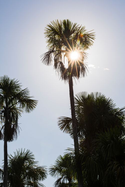 Peru Travel Photography Sun star behind palm tree at Sandoval Lake Tambopata National Reserve Puerto Maldonado Amazon Jungle area of Peru South America