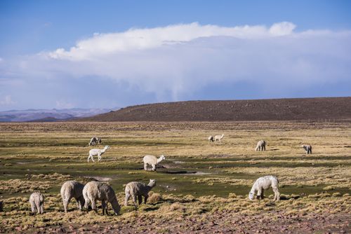 Peru Wildlife Photography Alpacas at Pampa Canahuas Colca Canyon Peru South America