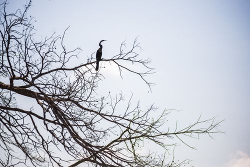 Peru Wildlife Photography Bird sihouetted at Sandoval Lake Tambopata National Reserve Amazon Jungle of Peru South America