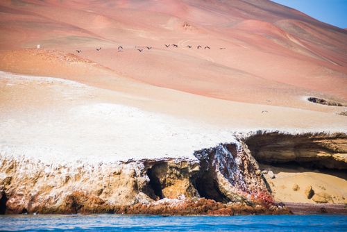 Peru Wildlife Photography Birds flying over Paracas National Reserve Paracas Ica Region Peru South America
