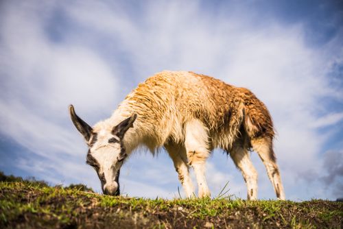 Peru Wildlife Photography Llama at Machu Picchu Cusco Region Peru South America