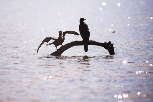 Peru Wildlife Photography Neotropic Cormorant Phalacrocorax brasilianus Sandoval Lake Tambopata National Reserve Amazon Jungle of Peru South America