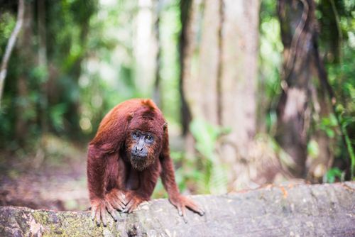 Peru Wildlife Photography Red Howler Monkey Alouatta Seniculus Tambopata National Reserve Puerto Maldonado Amazon Jungle area of Peru South America