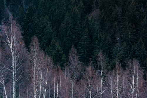 Romania Landscape Photography Birch and pine tree landscape near Bran Transylvania Romania