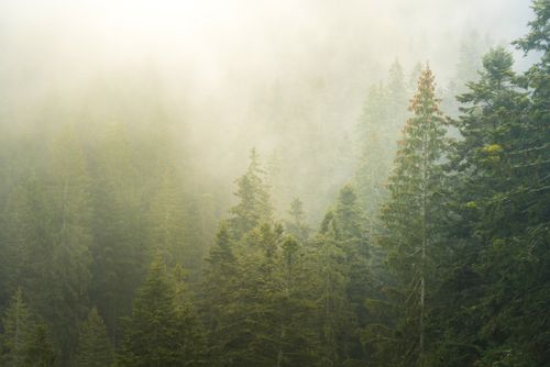 Romania Landscape Photography Misty Romanian forest landscape Sucevita Monastery Bukovina Region Romania background with copy space