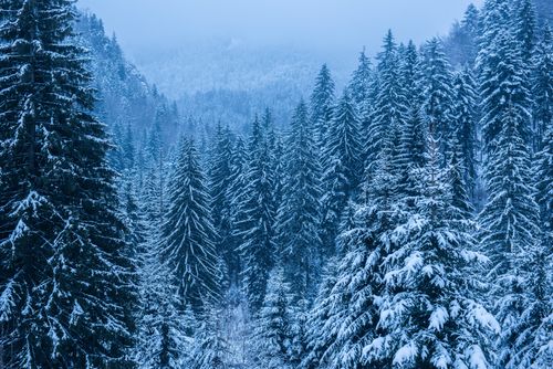 Romania Landscape Photography Winter landscapes of Carpathian Mountains near Brasov Brasov County Romania