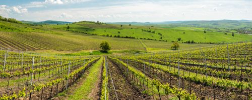 Romania Landscape Travel Photography Vineyards at a winery near Brasov Transylvania Romania