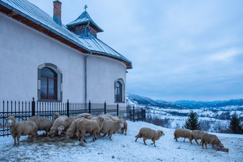 Romania Travel Photography Sheep in the snowy Carpathian Mountains in winter Bran Transylvania Romania