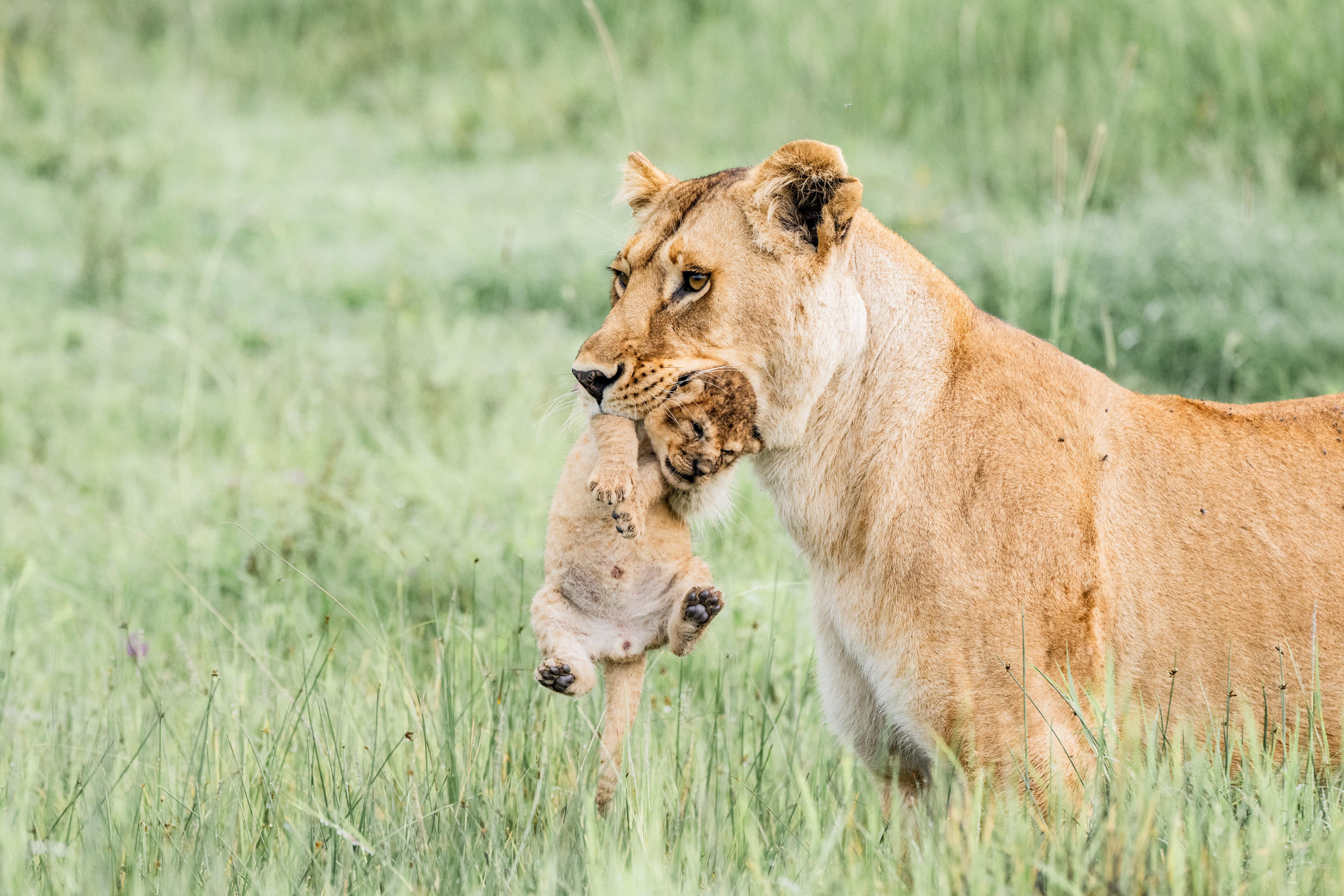 Serengeti, Tanzania - Wildlife Photography