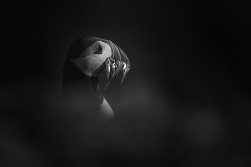 Puffin Photography Skomer Island Wales 001