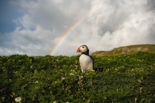 Puffin Photography Skomer Island Wales 003