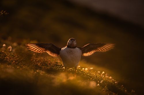 Puffin Photography Skomer Island Wales 006