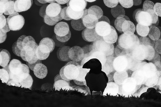 Puffin Photography Skomer Island Wales 008