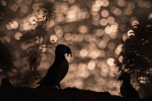 Puffin Photography Skomer Island Wales 009