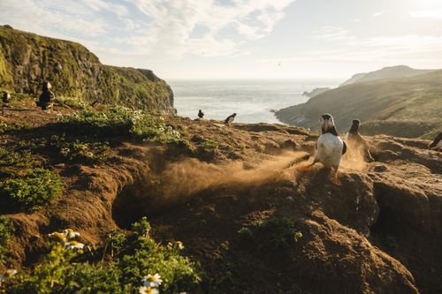 Puffin Photography Skomer Island Wales 010