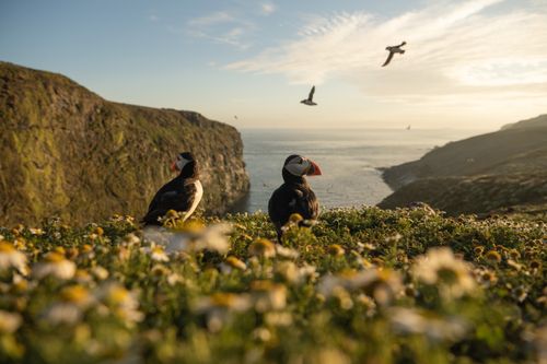 Puffin Photography Skomer Island Wales 011
