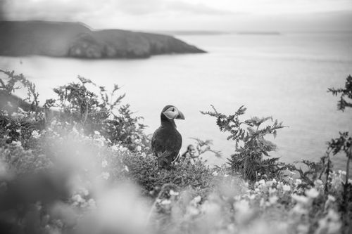 Puffin Photography Skomer Island Wales 014