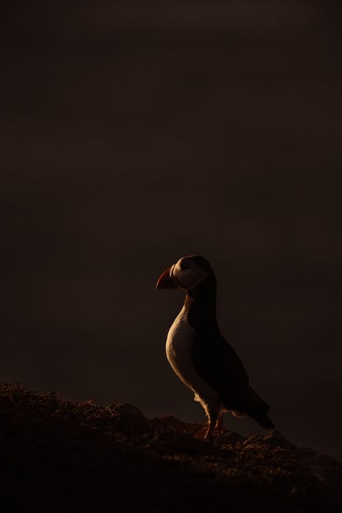 Puffin Photography Skomer Island Wales 015