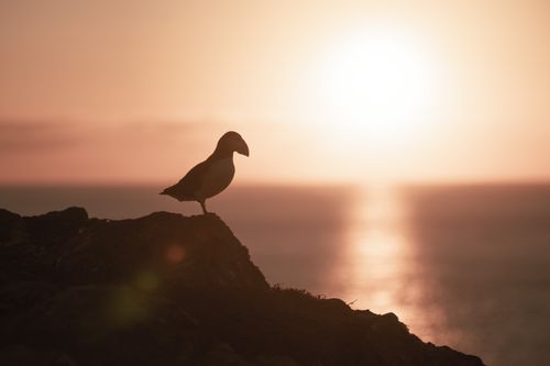 Puffin Photography Skomer Island Wales 016