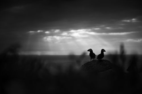Puffin Photography Skomer Island Wales 027